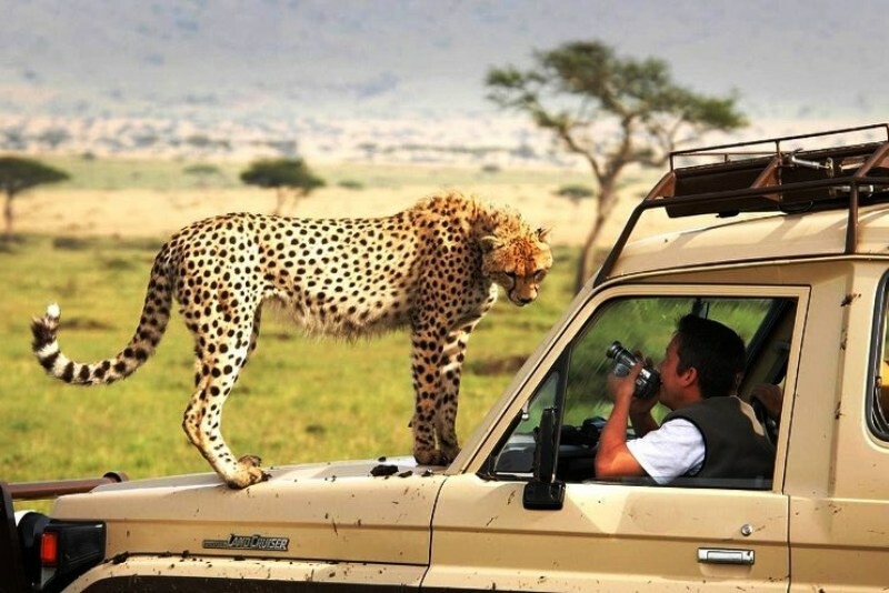 Safaris en Tanzania